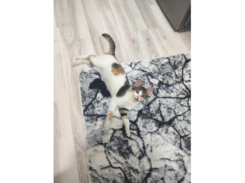 5 aylık dişi calico cinsi kedimiz iç dış paraziti yapıldı