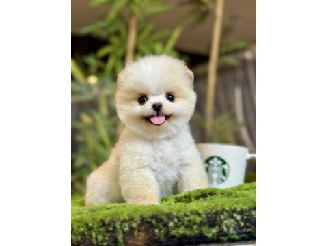 2 aylık erkek teacup pomeranian yavru