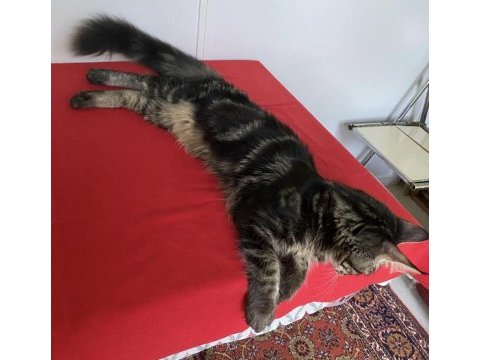 Xxxl maine coon erkek black tabby