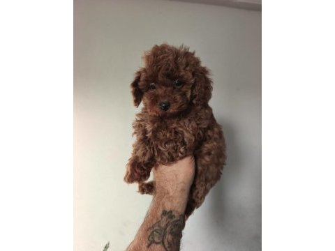 2.5 aylık toy poodle