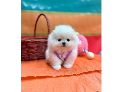 Safkan pomeranian boo yavrularımız