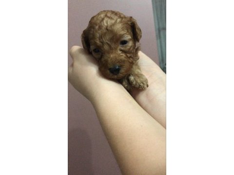 Erkek toy poodle yavruları