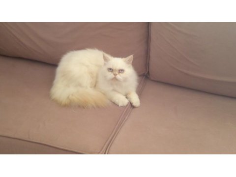 Yakışıklı iran kedisi oğlum