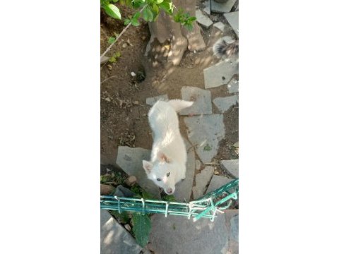 Antalyadan anne altından 5 aylık dişi sibirya kurdu
