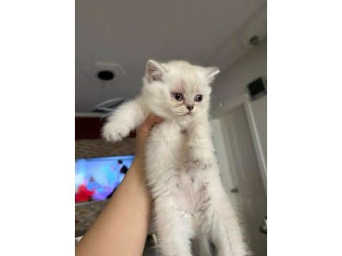 Şirinim şirin british shorthair bebekler teslime hazır