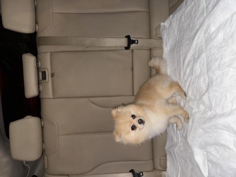 2 yaş erkek pomeranian