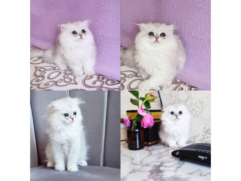 Scottish fold longhair dişi
