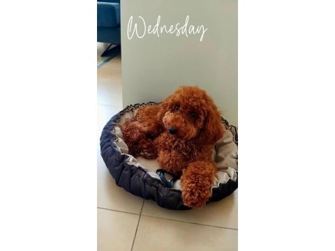 Poodle oğlumuza eş arıyoruz
