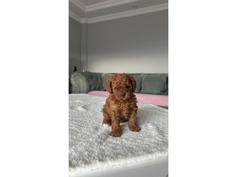 Toy poodle yavru 3 aylık
