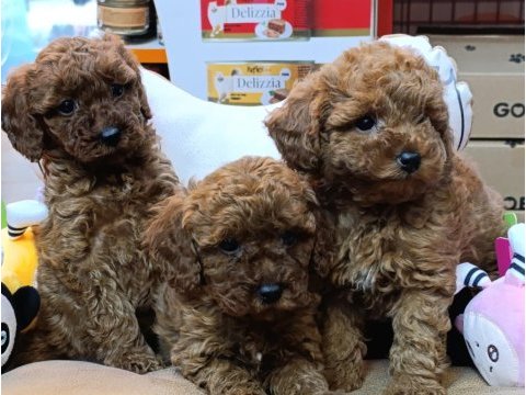 Safkan toy poodle bebeklerimiz bakırköy