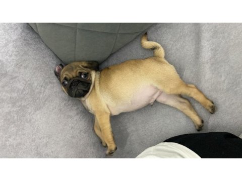 Sahibinden yavru pug