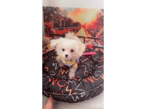 Sahiplendirilecek maltipoo acil