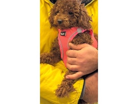 Toy poodle dişi yavrumuz