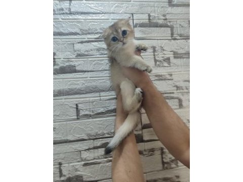 Bayram şekeri golden scottish fold dişi