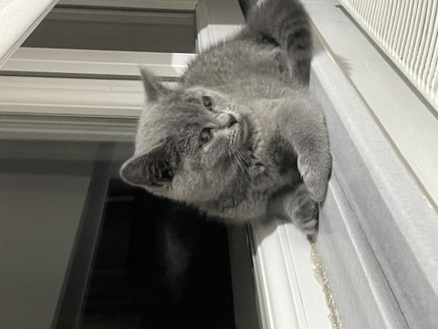British shorthair 4-5 aylık yavru kedimiz