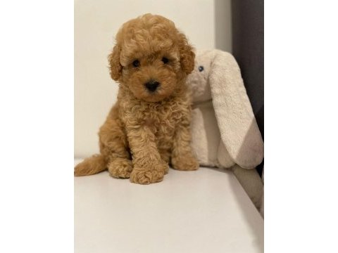 Red brown ev ortamı bebeklerimiz toy poodle