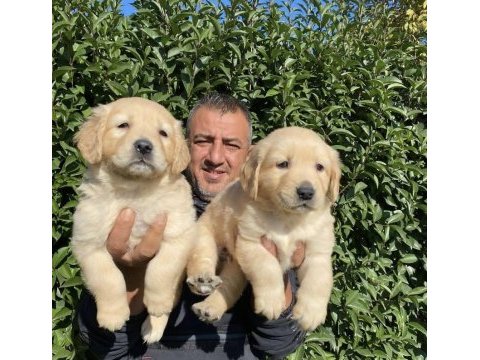 Bebek yüzlü golden retriever bebekler