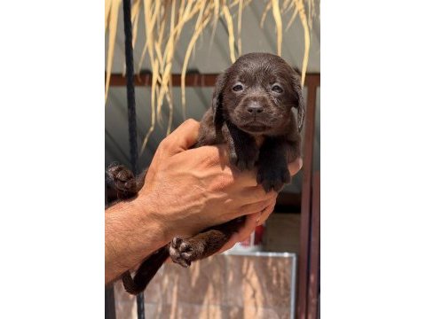 Labrador yavrularımız 
