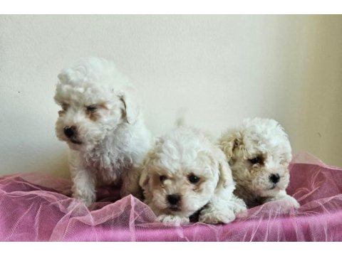 Maltipoo bebişler