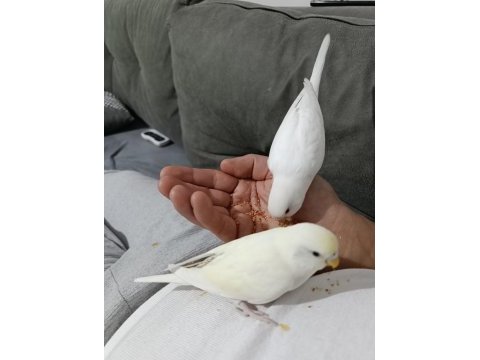 5 aylık eş renk güzeli oyuncu muhabbet kuşu yavrular