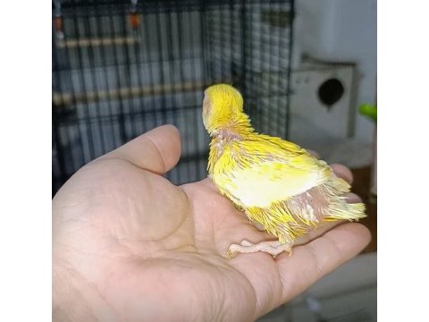 El besleme kırmızı göz mutasyon sevda papağanı