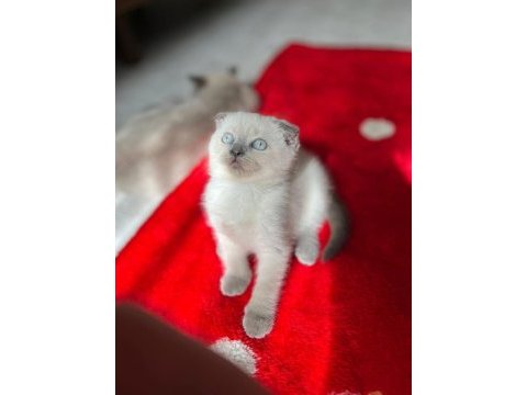 Safkan anne ve babadan safkan dişi erkek yavrular