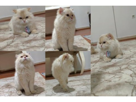 Full şecereli british longhair cy1233 yetişkin erkek