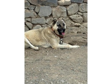 Safkan temiz damar köpeğimiz