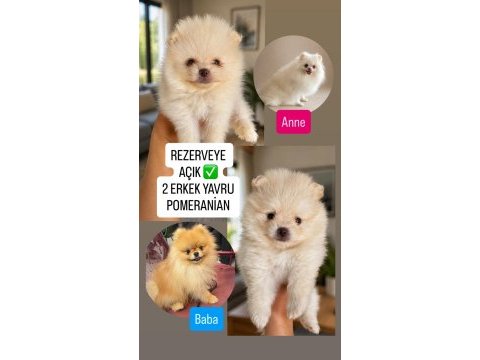 Orijinal pomeranian boo