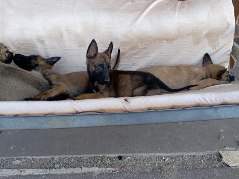 Malinois bebekler yeni yuvalarını arıyorlar
