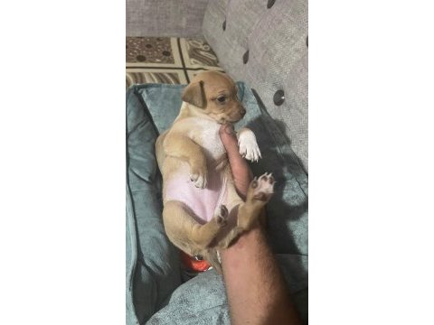 Yeni pinscher bebekler sahiplerini arıyor