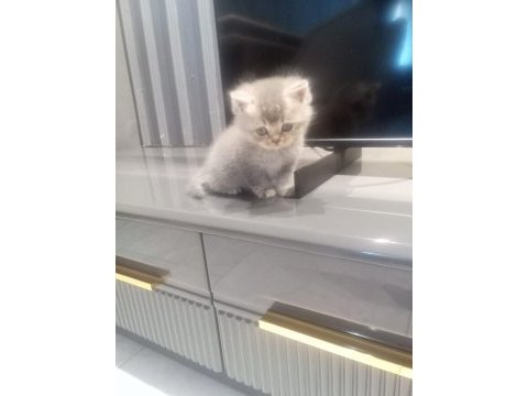 British shorthair yavrumuz 1 aylık