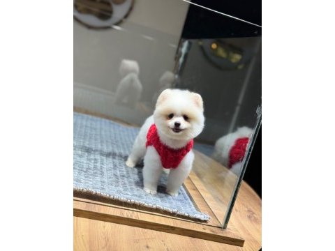 Sağlık ve ırk garantili pomeranian