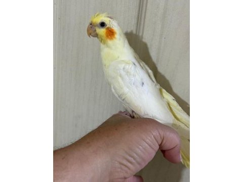 53 günlük ful evcil lutino sultan papağanı bebek