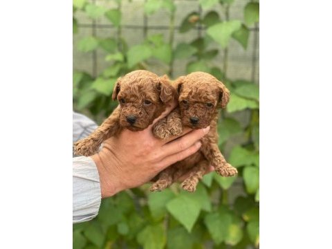 Irk garantili poodle bebeklerimiz için geç kalmayın