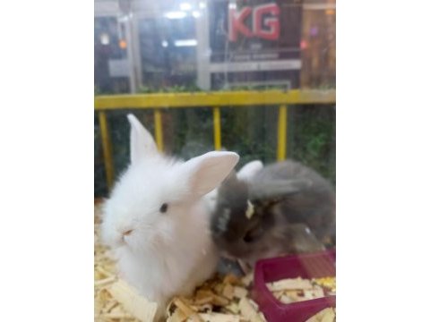 Lop tavşan