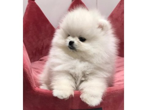 Pomeranian boo köpeğimiz