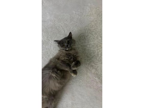 Sevecen cins ev kedisi ücretsiz