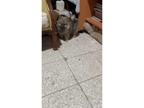Pomeranian yavrularımız