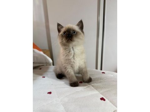 Mükemmel kaliteli maviş gözlü british shorthair