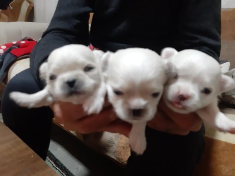 Neşeli chihuahua bebekler