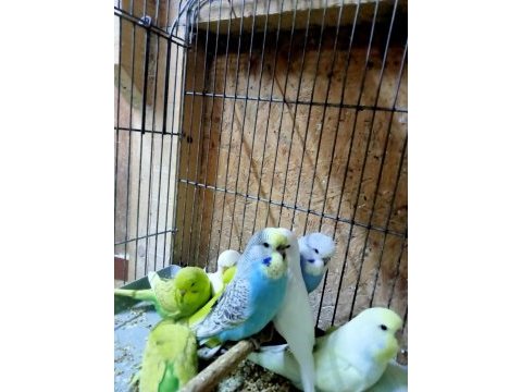 Satılık yerli muhabbet kuşu