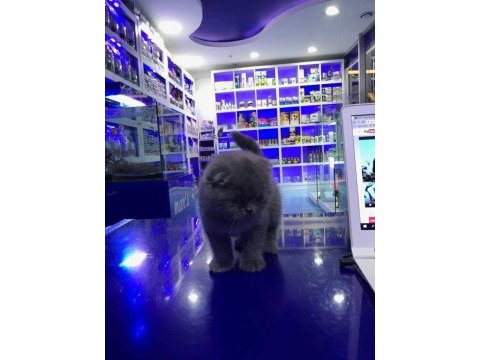 Scottish fold yavrularımız