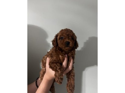 Orjinal ırk red brown renk dişi erkek poodle