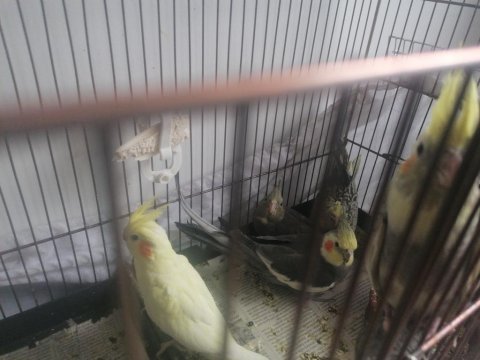 1 aylık sultan papağanı (lütfen açıklamayı okuyun)