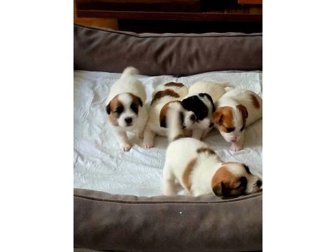 Şecereli jack russell yavrular