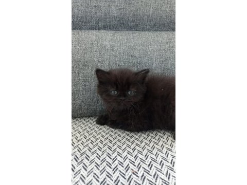 Şekerpare scottish fold