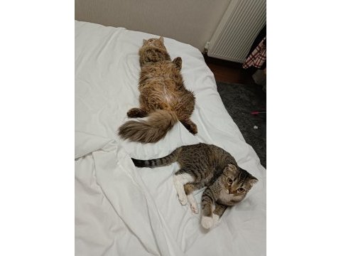 Scottish fold dişi 1 yaşında