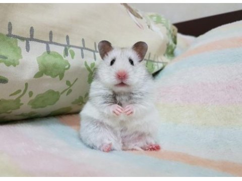 Teddy bear hamster yavruları mevcut