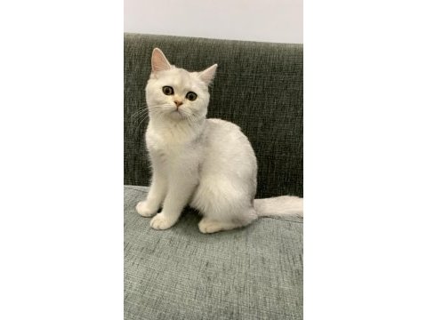 British shorthair dişi 3.5 aylık